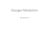 Glycogen Metabolism - fac.ksu.edu.safac.ksu.edu.sa/sites/default/files/bch_340_lecture_9.pdf · Glycogen is homopolysaccharide formed of branched D-glucose units The primary glycosidic
