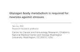 Glycogen body metabolism is required for neurons against ... · Glycogen body metabolism is required for neurons against stresses Yan Liu, PhD Center for Cancer and Immunology Research,