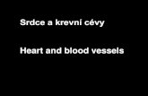 Srdce a krevní cévy - Univerzita Karlova · atrium dx. ventriculus sin. auricula sin. truncus pulmonalis arcus aortae fundus gastri Rentgen srdce / X-ray of the heart předozadní