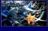 Sea Hair (Ulva intestinalis. formerly Enteromorpha) · Ralfsia sp. Winged kelp & Sugar kelp Alaria marginata Saccharina latissima Mary Jo Adams . Bull Kelp Nereocystis leutkeana Mary