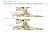Anterior Cervical Region and TMJ AnatomyFritz/LMT... · Foundation Myofascia Releas Approach The Anterio Cervica Regio n TMJ page 2 of 2 Walt Fritz, PT DISCLAIMER: ... UPPER ABDOMEN