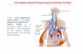 THE RENIN-ANGIOTENSIN-ALDOSTERONE SYSTEM · ANGIOTENSIN II When renin is released into the blood, it acts upon a circulating substrate, angiotensinogen, that undergoes proteolytic