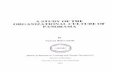 A STUDY OF THE ORGANIZATIONAL CULTURE OF PANORAMAvuir.vu.edu.au/18142/1/BAKER-SMITH_2001compressed.pdf · A STUDY OF THE ORGANIZATIONAL CULTURE OF PANORAMA By Victoria Baker-Smith