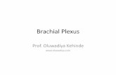 Brachial Plexus - oluwadiya.comoluwadiya.com/Documents/Anatomy/Upper limbs/4 Brachial Plexus Oluwadiya.pdfIntroduction •The brachial plexus is an arrangement of nerve fibres, running