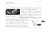 €¦ · Web viewconcluded that neutrophils only extended NETs when the cell was dying and after the cell membrane had been ruptured confirming the theory that NETosis kills the ...