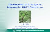 Development of Transgenic Bananas for BBTV Resistancesnelson/HBIA/Development_of... · Development of Transgenic Bananas for BBTV Resistance John Hu 956-7281 johnhu@hawaii.edu Plant