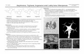 I.B. Seiple Baran Group Meeting Daphnane, Tigliane ... · - Various proinflammatory and tumor-promoting activities - Only one total synthesis reported of bertyadionol in 1986 (Smith