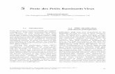 5 Peste des Petits Ruminants Virus - eurl-ppr.cirad.fr M. Munir petits ruminants’, was suggested because
