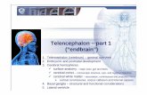 Telencephalon – part 1 (“endbrain ”)nikolai.lazarov.pro/lectures/2014-2015/medicine/neuroanatomy/08_Telencephalon_1.pdf · Telencephalon – part 1 (“endbrain ”) 1. Telencephalon