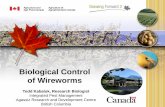 Biological Control of Wireworms - peipotato.org · Presentation Summary Monitoring wireworms to predict crop damage Biopesticides refresher Comprehensive wireworm biocontrol under