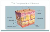 The Integumentary System - brianjohnpiccolo.com Integumentary System.pdf · Largest organ of the body Functions - regulate temperature (thermoregulation), protect the body, absorption,
