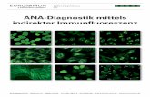 ANA-Diagnostik mittels indirekter Immunﬂ uoreszenz · Analytik Goldstandard für die Bestimmung der Autoantikörper gegen Zellkerne (ANA) ist der indirekte Immunﬂ uoreszenztest