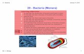 20 Bacteria (Monera) - mrcbiology.com - Bacteria.pdf · 21 Bacteria Mr. C Biology 2 January 15, 2014 Bacteria are very small. They are measured in µm (nanometres). There are 1000