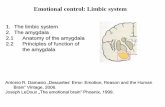 Emotional control: Limbic system · Amygdala volume and social networks - Animal species with larger social groups have larger basolateral amygdala - Amygdala in primates might have