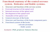 Functional anatomy of the central nervous system ... · Functional anatomy of the central nervous system. Reticular and limbic systems. 1. Structure and functions of the nervous system