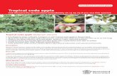 Tropical soda apple - Department of Agriculture and Fisheries · Tropical soda apple Call Biosecurity Queensland immediately on 13 25 23 if you see this species Prohibited invasive