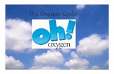 The Oxygen Cycle - teacherprograms.sbceo.orgteacherprograms.sbceo.org/wp-content/uploads/2013/06/Oxygen-Cycle-PPT... · also cause a massive release of phosphorus and nitrogen, two