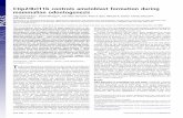 Ctip2/Bcl11b controls ameloblast formation during ... · Ctip2/Bcl11b controls ameloblast formation during mammalian odontogenesis Olga Golonzhkaa,1, Daniel Metzgerb, Jean-Marc Bornertb,