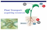 Plant Transport: acquiring resources Biology/Unit 10/Chap35_36... · sap from roots to leaves, the direction that phloem sap travels is variable. xylem phloem One-way only Water &