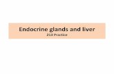 213 Practice - vyuka-data.lf3.cuni.czvyuka-data.lf3.cuni.cz/CVSE1M0001/213 endocrine glands and liver... · • Thyroglobulin synthesis (RER, Gc) • Absorption of iodide from blood
