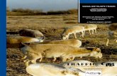 SAIGA ANTELOPE TRADE - traffic.org · provide information for the chapter on availability of Saiga horns in Malaysia and Singapore and Elena Bykova and Alexander Esipov of the Academy
