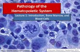 Pathology of the Hematopoietic Systempeople.upei.ca/smartinson/Hemat-L1-15_Shannon.pdf · Hematopoietic system - Introduction Myeloid Tissue •Bone marrow •Blood cells •Mononuclear-phagocyte