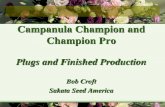 Campanula Champion and Champion Pro - mullerseeds.de fileCampanula Champion series plug and culture • Campanula Champion series requires less cooling to flower and expands the marketing