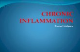 Thomas V Widiyatno - s1.fkh.unair.ac.ids1.fkh.unair.ac.id/images/PPT/CHRONIC INFLAMMATION.pdf · Chronic inflammation arises : (1) when the acute inflammatory response fails to eliminate