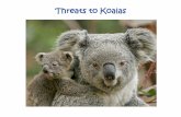 Threats to Koalas - friendsofthekoala.org · •Keep cats inside or in a cage (especially at night). •Keep dogs on a lead and in your yard •Check trees for koalas before leaving