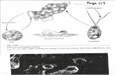 Encystment Cyst FIG. 7-13 Life cycle of NaegleÈia fowleri ...rmorning/documents/Handouts/Naegleria_fowleri.pdf · Encystment Cyst FIG. 7-13 Life cycle of NaegleÈia fowleri. Transformaüon