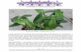 Virus in Cattleyas - St. Augustine Orchid Society · These cattleya alliance hybrids all have one thing in common, they are really ugly plants. Some tested positive for CyMV, some
