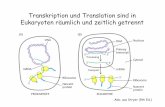 Transkription und Translation sind in Eukaryoten räumlich ... · Abb. aus Stryer (5th Ed.) Transkription und Translation sind in Eukaryoten räumlich und zeitlich getrennt