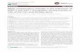 RESEARCH Open Access Rapid compensatory changes in the ...2F1423-0127-19-78.pdf · RESEARCH Open Access Rapid compensatory changes in the expression of EAAT-3 and GAT-1 transporters