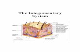 The Integumentary System - montessoripensacola.com · 1 THE INTEGUMENTARY SYSTEM Skin is the system of the body that makes an individual beautiful! Skin/fur coloration allows animals