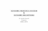 SENSORY NERVOUS SYSTEM · Most sensory signals can reach conscious awareness, but others are processed completely at the subconscious level.