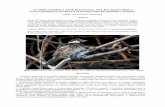 Az MME Nomenclator Bizottság 1999 - birding.hu · madarainak névjegyzéke legutóbbi kiadásában (MME NB, 2008). Az elfogadott adatok felsorolásánál a fajok tudományos neve