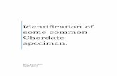 Identification of some common Chordate specimen. of some...Phylum – Chordata Subphylum – Urochordata Class – Ascidiacea Order - Enterogona Identifying Characters: Sessile and