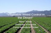 “Vegetable Weed Control in the Desert” · “Vegetable Weed Control in the Desert” Barry Tickes University of Arizona Yuma Agricultural Center