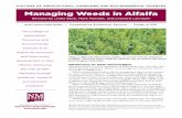 Managing Weeds in Alfalfa - lubbock.tamu.edu · However, mustard plants produce lateral branches from below the cut stem, quickly form new flowers, and can produce viable seed anyway.