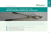 Tagging, Castrating and Disbudding Calves - teagasc.ie · 125 Section 7 Tagging, Castrating and Disbudding Calves chapter 22 Introduction Tagging calves is carried out as part of