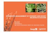 INTEGRATED MANAGEMENT OF POWDERY AND DOWNY … · INTEGRATED MANAGEMENT OF POWDERY AND DOWNY MILDEWS IN ZUCCHINI Agri-Science Queensland, DEEDI, Ayr, Queensland, Australia ...