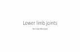 Lower limb joints - Univerzita Karlovaanatomie.lf2.cuni.cz/files/page/files/2016/joints_of_the_lower_limb.pdf · Sacroiliac joint – auricular surace of ilium and auricular surface