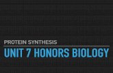 Unit 7 HB protien Synthesis - shoeintheclassroom.weebly.com · THURSDAY 2/7 Review the characteristics of a protein with your group. Protein Synthesis Overview
