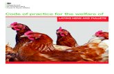 Code of practice for the welfare of laying hens and pullets · Code of Practice for the Welfare of Laying Hens and Pullets1 Preface This preface is not part of the Code; instead,