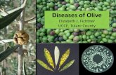 Diseases of Olive - University of California, Davisceglenn.ucdavis.edu/files/153094.pdf · Olive Knot Disease Pseudomonas savastanoi formerly P. syringae Most important disease on