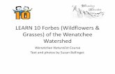 LEARN 10 Forbes (Wildflowers & Grasses) of the Wenatchee ... · LEARN 10 Forbes (Wildflowers & Grasses) of the Wenatchee Watershed Wenatchee Naturalist Course Text and photos by Susan