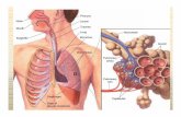 The Respiratory System - quia.com · The Respiratory System The function of the respiratory system is simple, to bring oxygen into the body and to expel carbon dioxide.