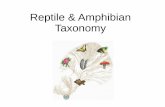 Reptile & Amphibian Taxonomy taxon.pdfClass Reptilia Subclass Anapsida – Order Testudines (Turtles) Subclass Lepidosauria – Order Rhynchocephalia – Order Squamata ("Scaled Reptiles")