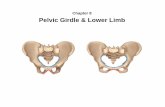 Chapter 8 Pelvic Girdle & Lower Limb - mc3cb.com · Chapter 8 Pelvic Girdle & Lower Limb. Pelvic Girdle • pelvic girdle – consists of a complete ring composed of three bones –