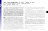 The thermodynamic H /ATP ratios of the -ATPsynthases from ... · H -ATPsynthases from chloroplasts and Escherichia coli Stefan Steigmiller*, Paola Turina ... the corresponding concentrations